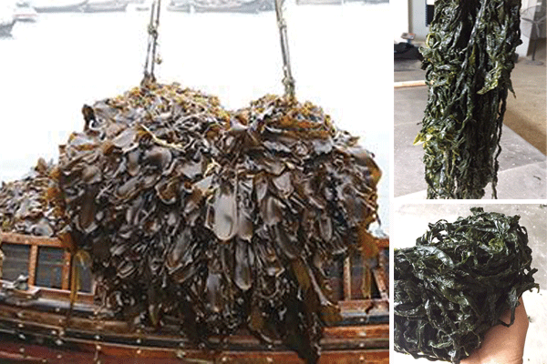 Wakame processing