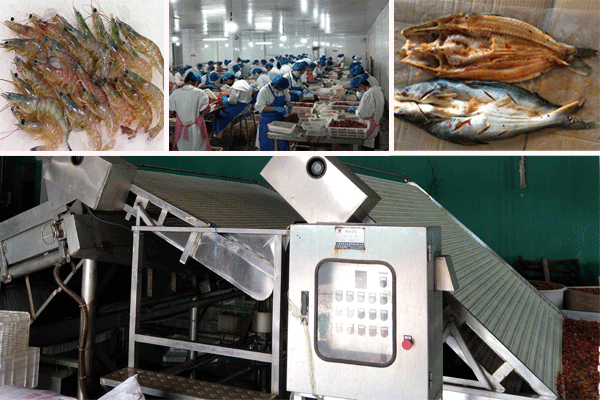 Fish and shrimp processing